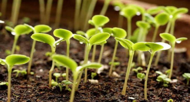 Kdy zasadit okurky, rajčata a papriky pro sazenice v roce 2022